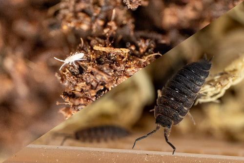 Bioactive Cleanup Crew Bundle — Live Springtails (100+) & Isopods (20 Porcellio scaber)