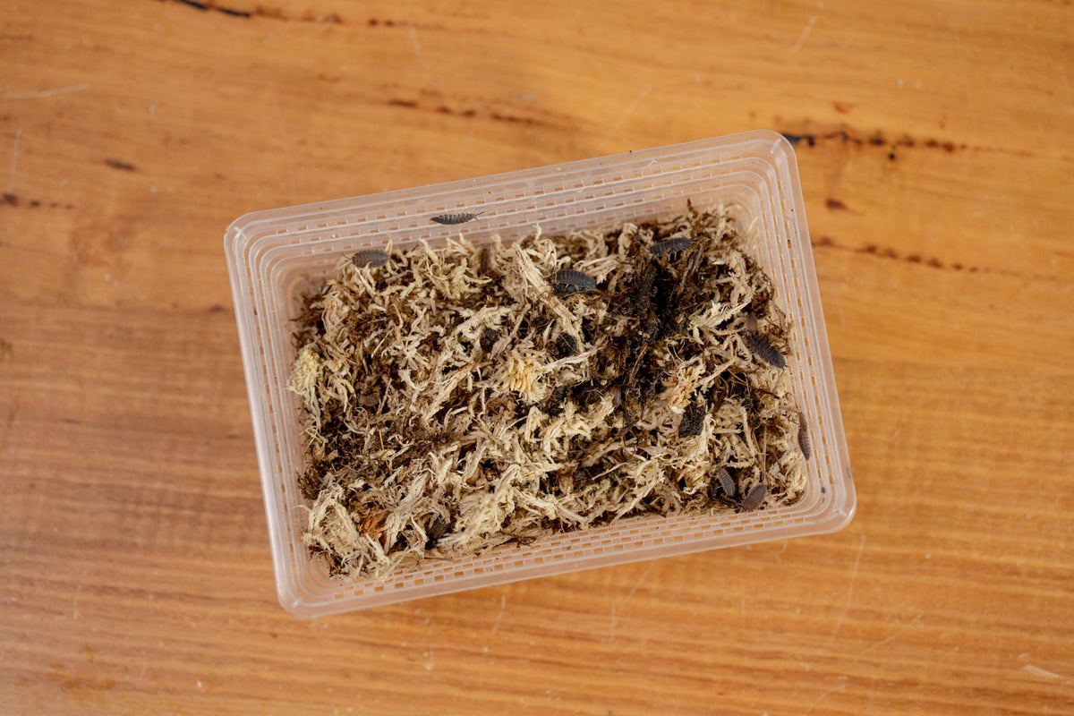Captive-bred Porcellio scaber isopods on moist substrate, bred in Brisbane by Leaf & Scape