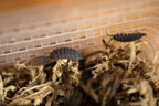 Close-up of live Common Brown isopods in an established Leaf & Scape culture
