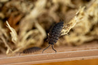 Common Brown isopods (Porcellio scaber) working through leaf litter in a bioactive setup