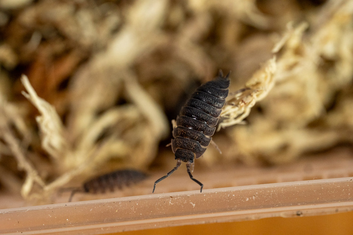 Common Brown isopods (Porcellio scaber) working through leaf litter in a bioactive setup