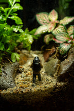 Tamborine Large — Planted Terrarium with USB LED Light