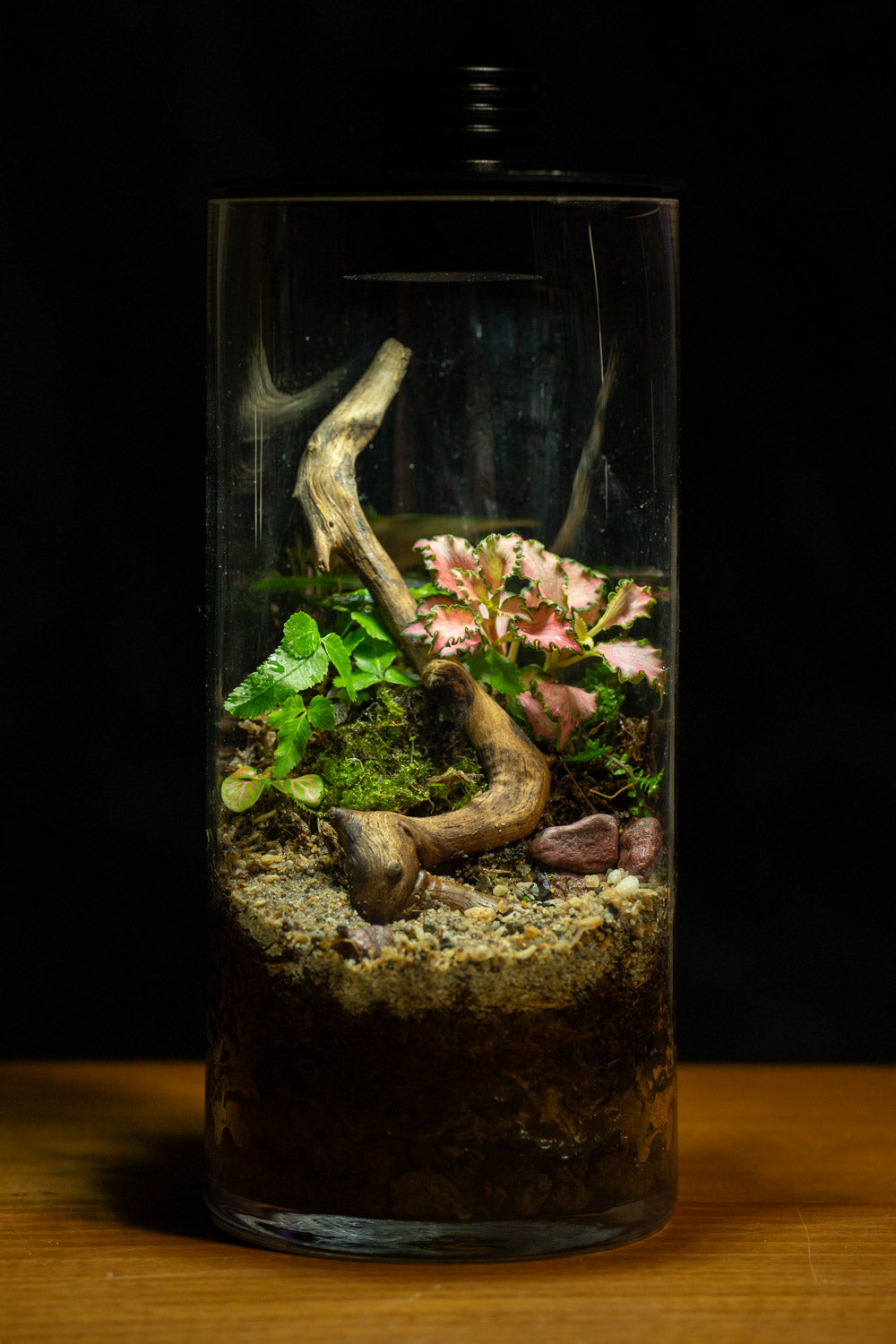 Tamborine Large — Planted Terrarium with USB LED Light
