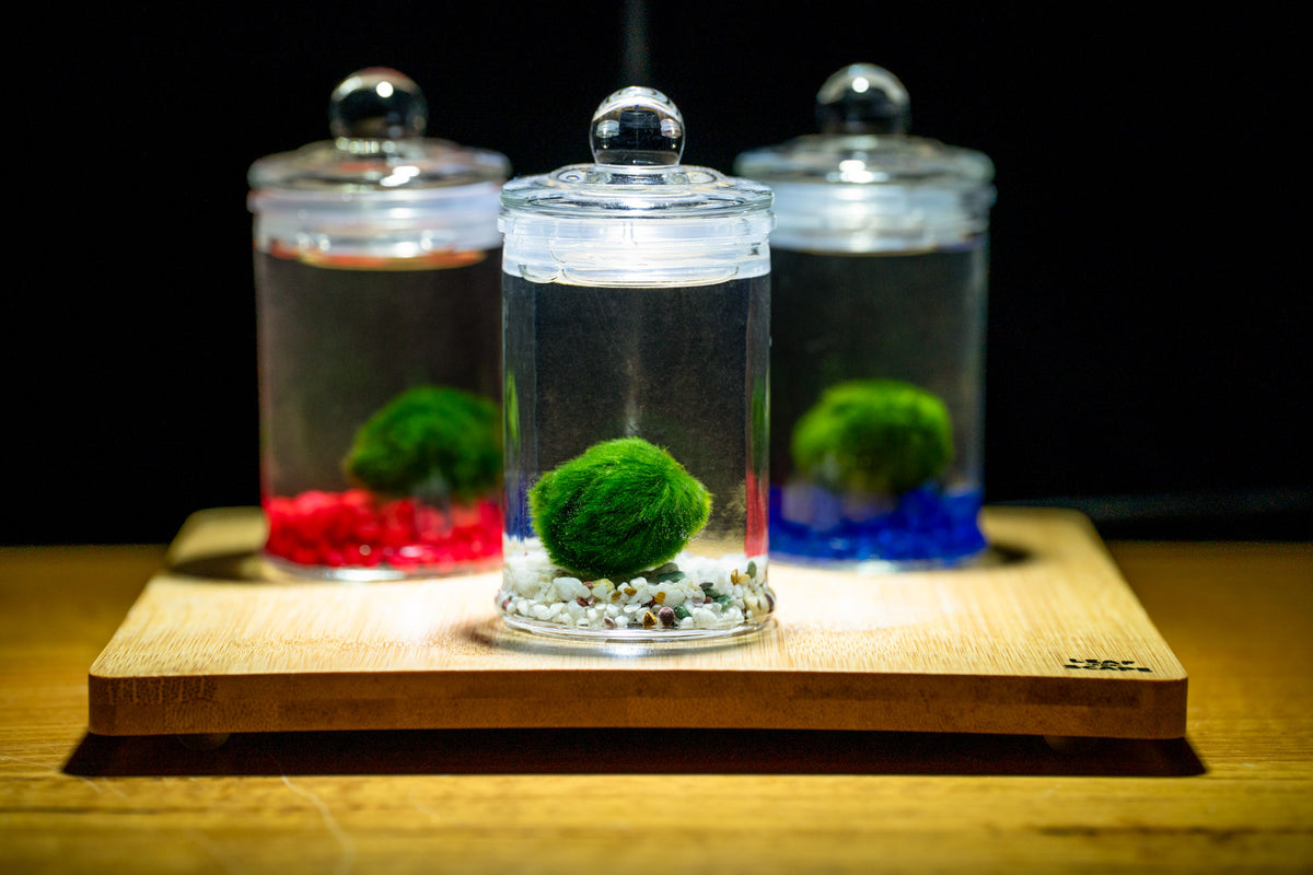 Marimo Moss Ball in Glass Jar