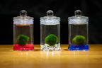Marimo Moss Ball in Glass Jar