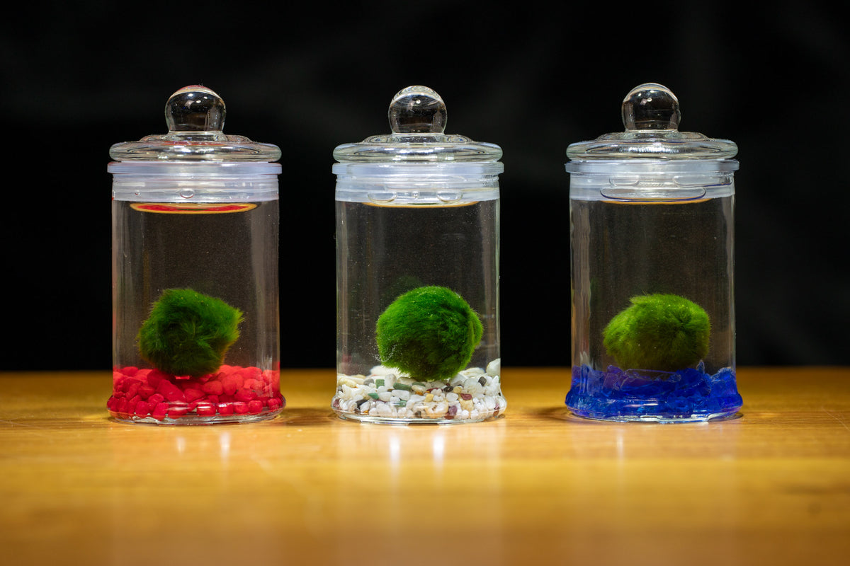 Marimo Moss Ball in Glass Jar