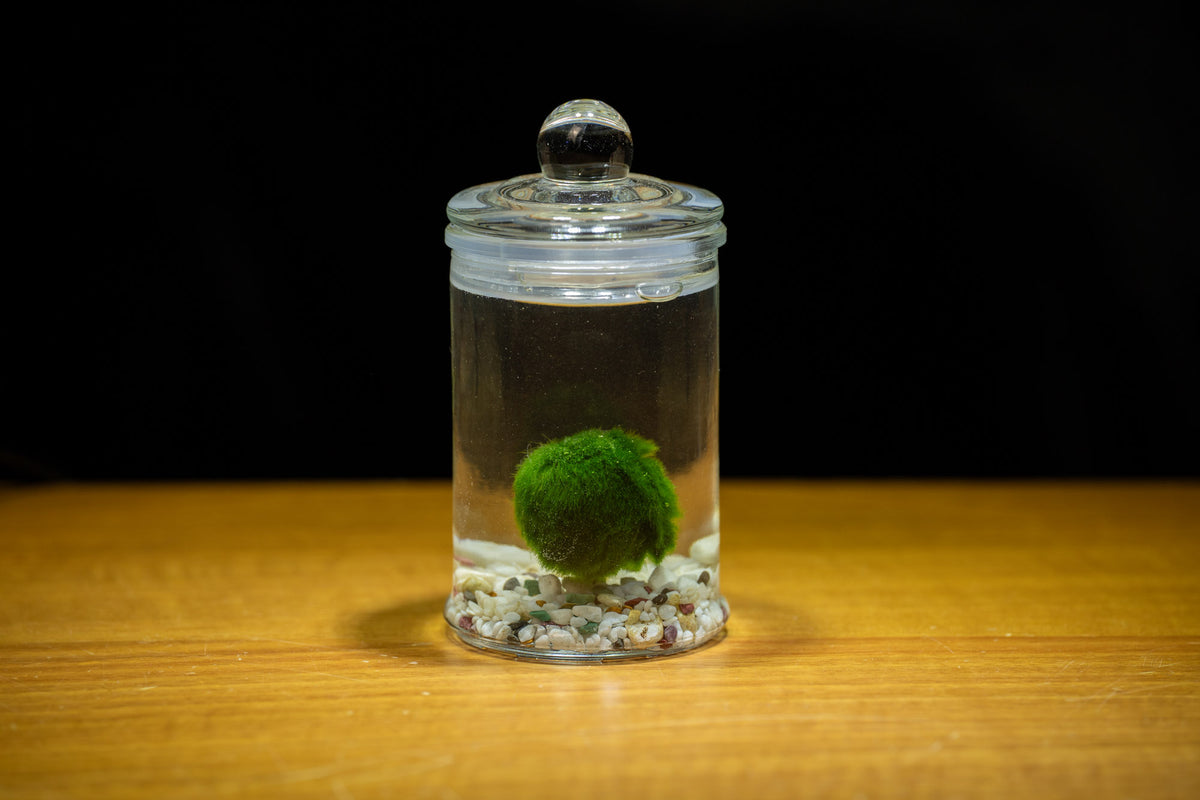 Marimo Moss Ball in Glass Jar