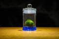 Marimo Moss Ball in Glass Jar