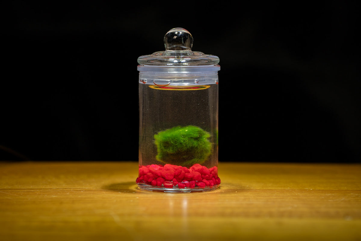 Marimo Moss Ball in Glass Jar