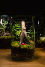 Tamborine Large — Planted Terrarium with USB LED Light