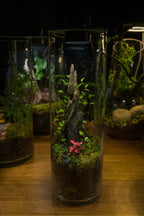 Tamborine Large — Planted Terrarium with USB LED Light