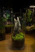 Tamborine Large — Planted Terrarium with USB LED Light
