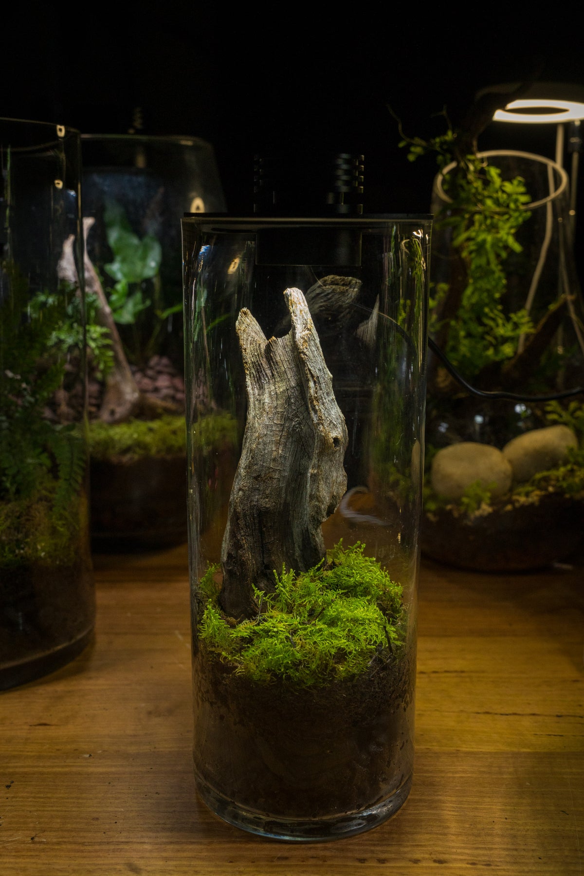 Tamborine Large — Planted Terrarium with USB LED Light