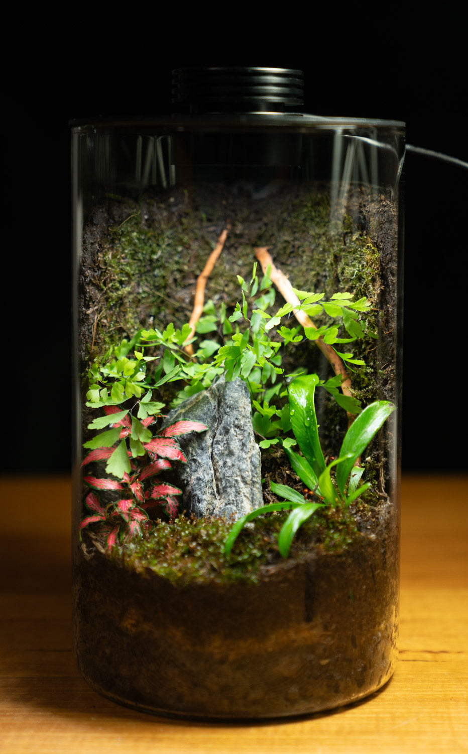 Tamborine Large — Planted Terrarium with USB LED Light