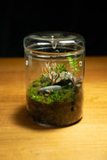 Kondalilla Medium — Self-Watering Dripper Terrarium
