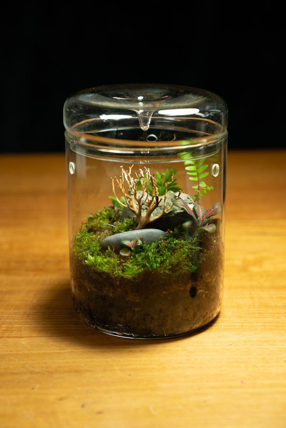 Kondalilla Medium — Self-Watering Dripper Terrarium