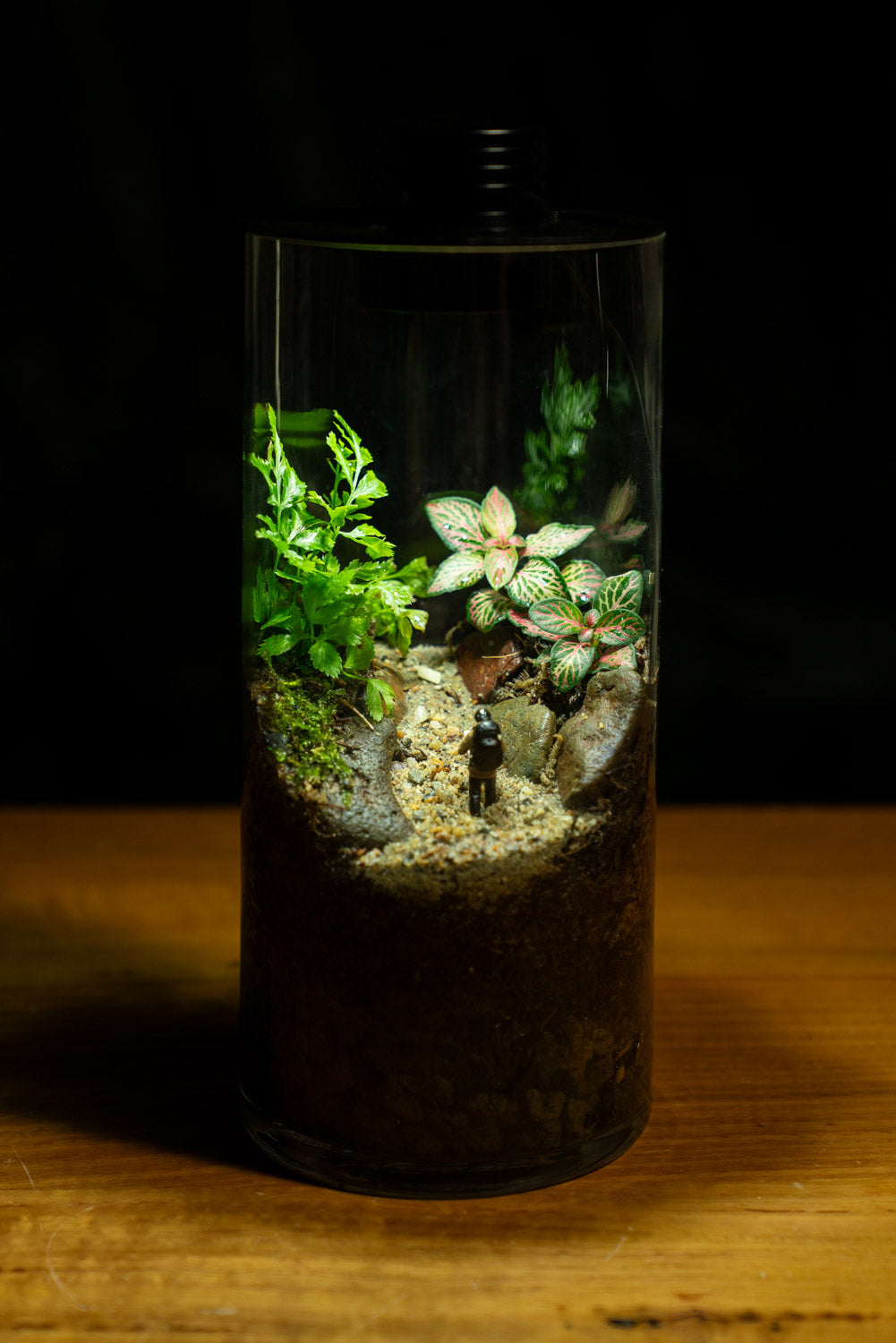 Tamborine Large — Planted Terrarium with USB LED Light