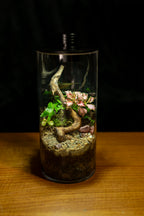 Tamborine Large — Planted Terrarium with USB LED Light