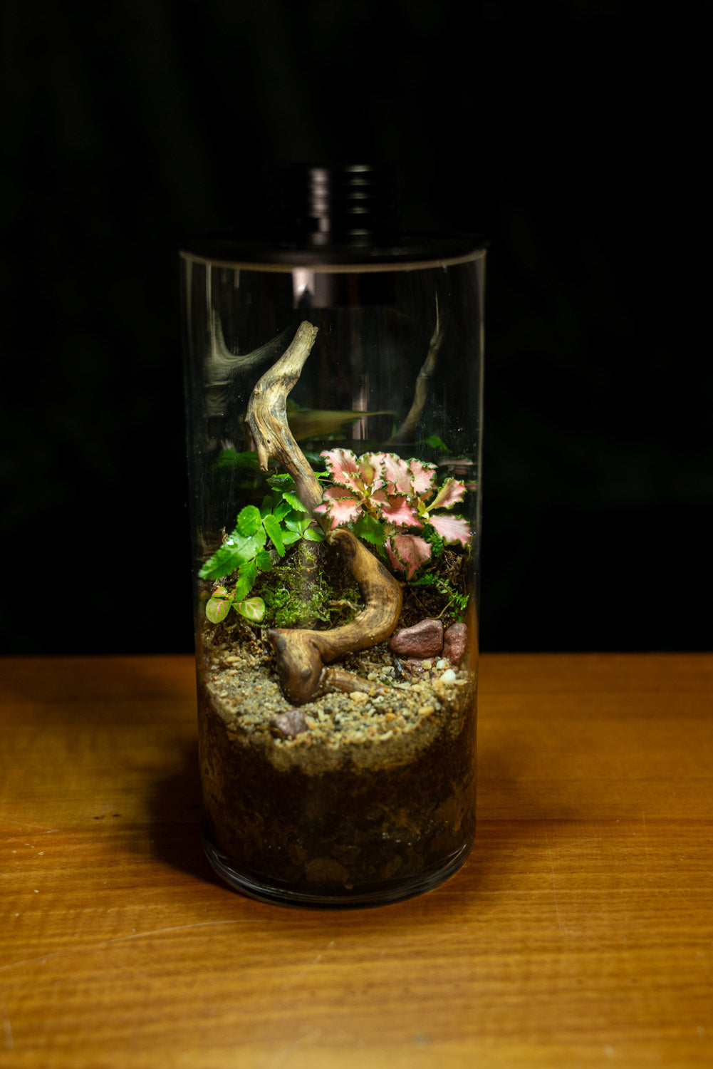 Tamborine Large — Planted Terrarium with USB LED Light