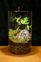 Tamborine Large — Planted Terrarium with USB LED Light