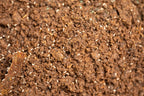 Springtail Culture