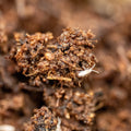 Springtail Culture