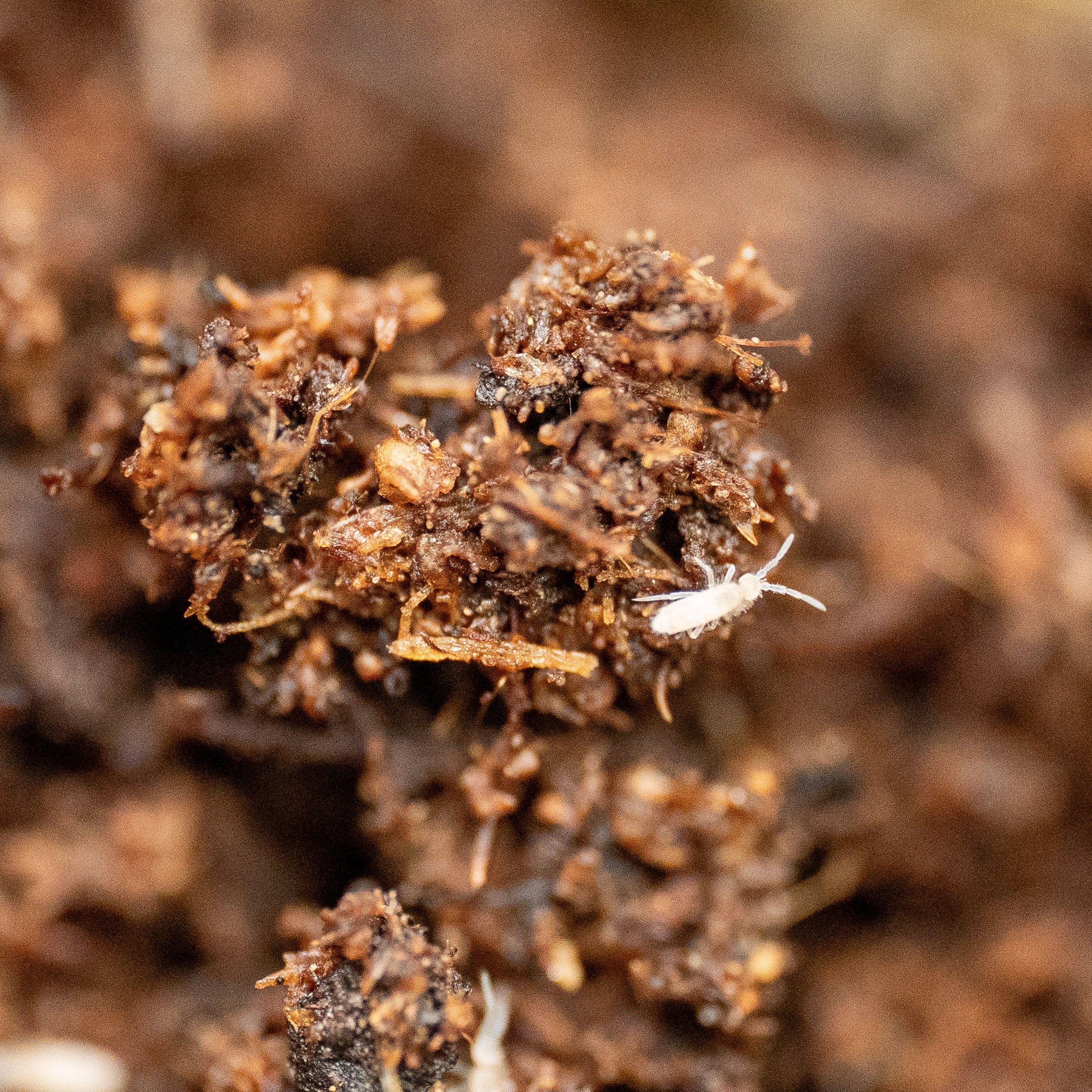 Springtail Culture