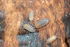 Isopod Culture