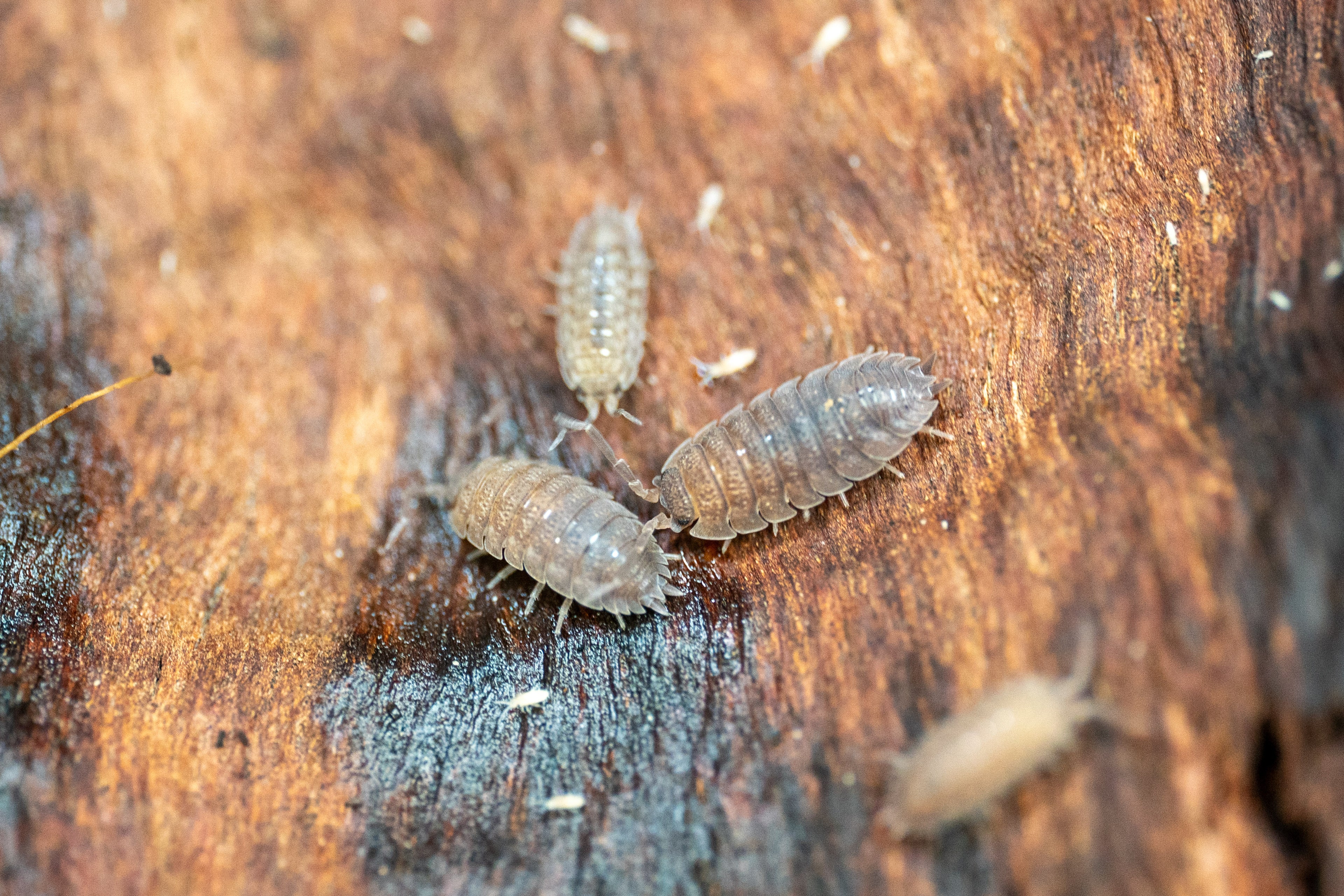 Isopod Culture