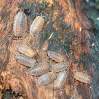 Isopod Culture