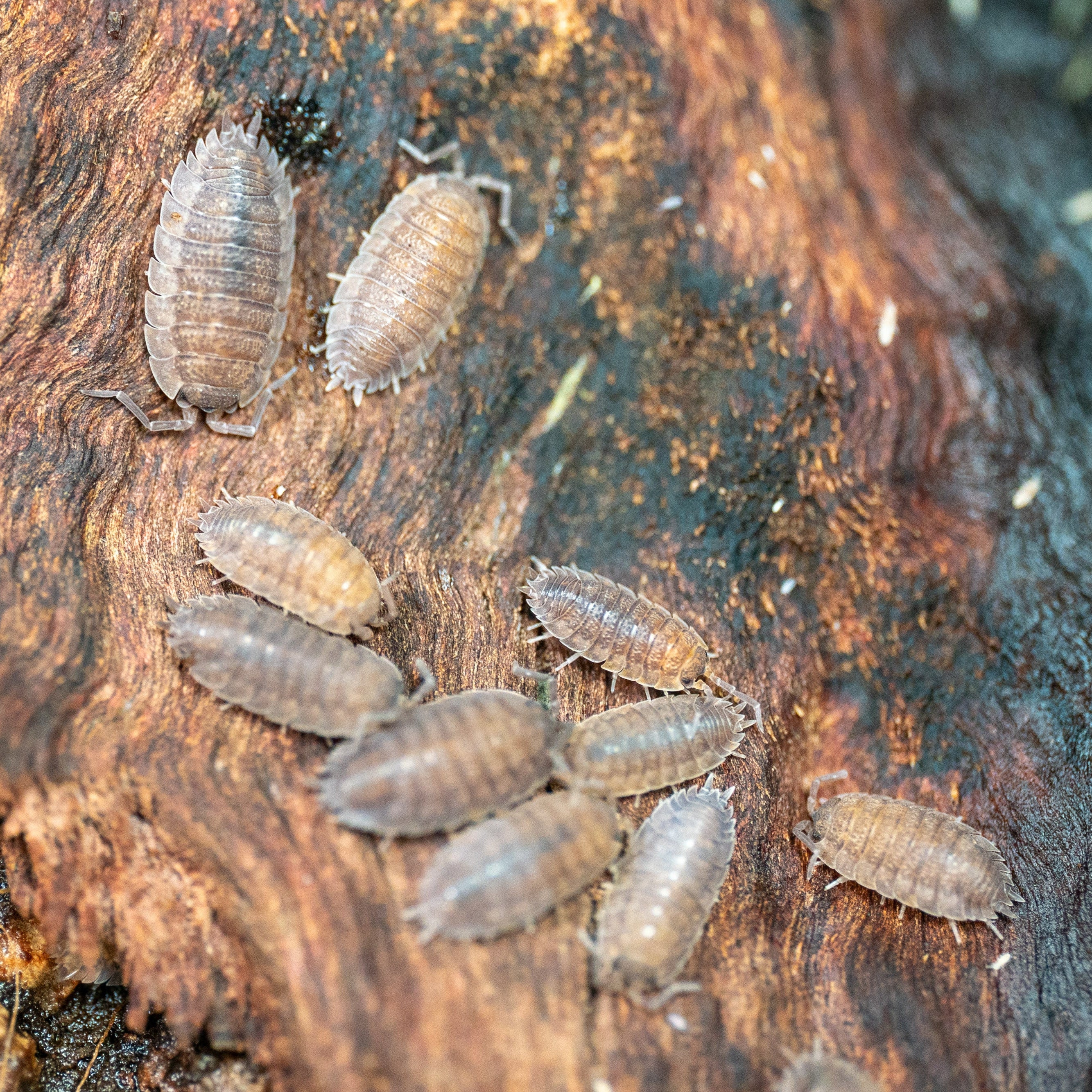 Isopod Culture