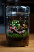 Kondalilla Large — Self-Watering Dripper Terrarium