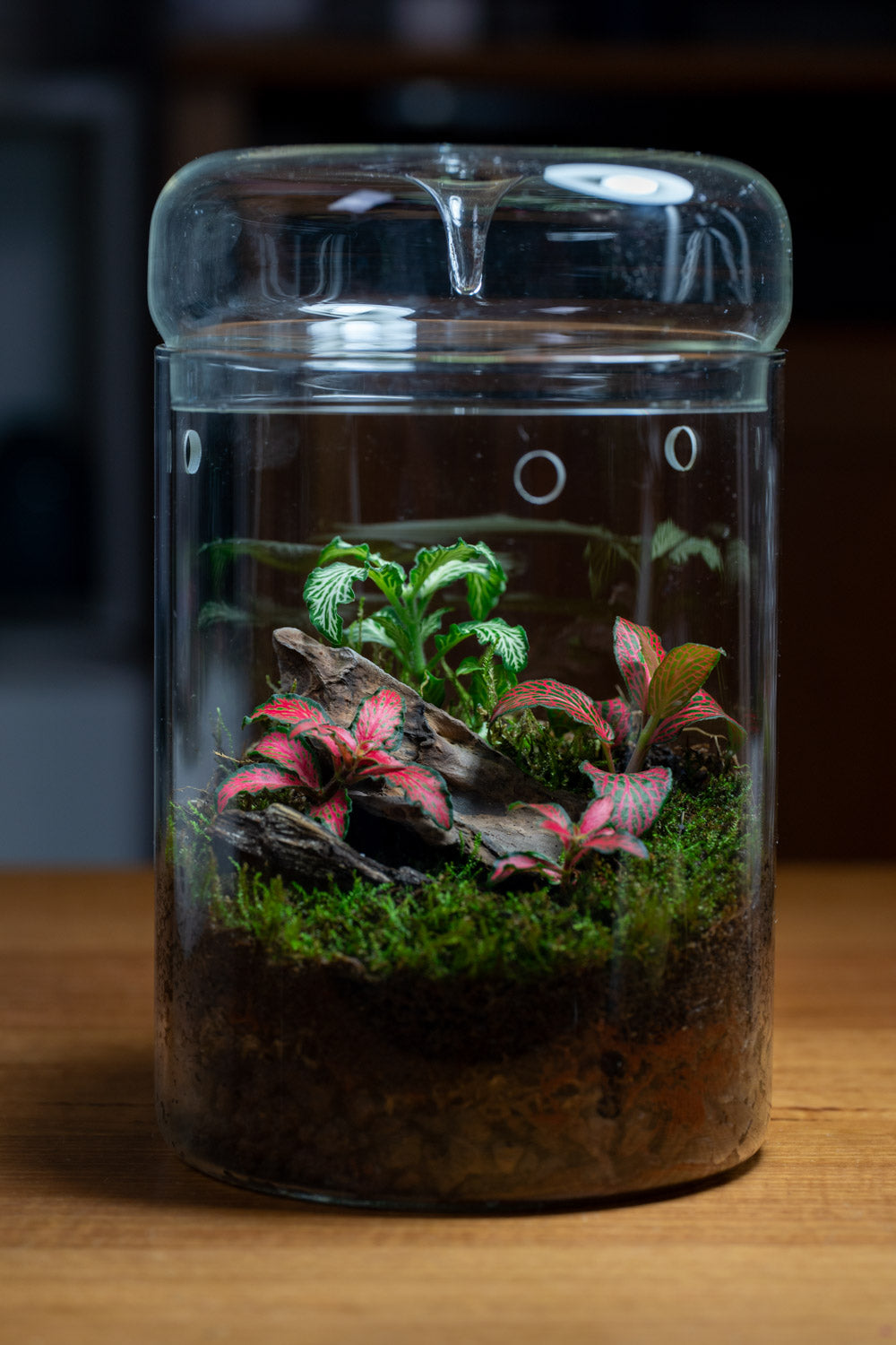 Kondalilla Medium — Self-Watering Dripper Terrarium