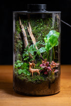 Tamborine Large — Planted Terrarium with USB LED Light