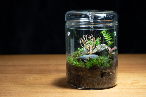 Kondalilla Large — Self-Watering Dripper Terrarium