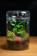 Kondalilla Large — Self-Watering Dripper Terrarium