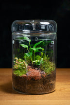 Kondalilla Large — Self-Watering Dripper Terrarium