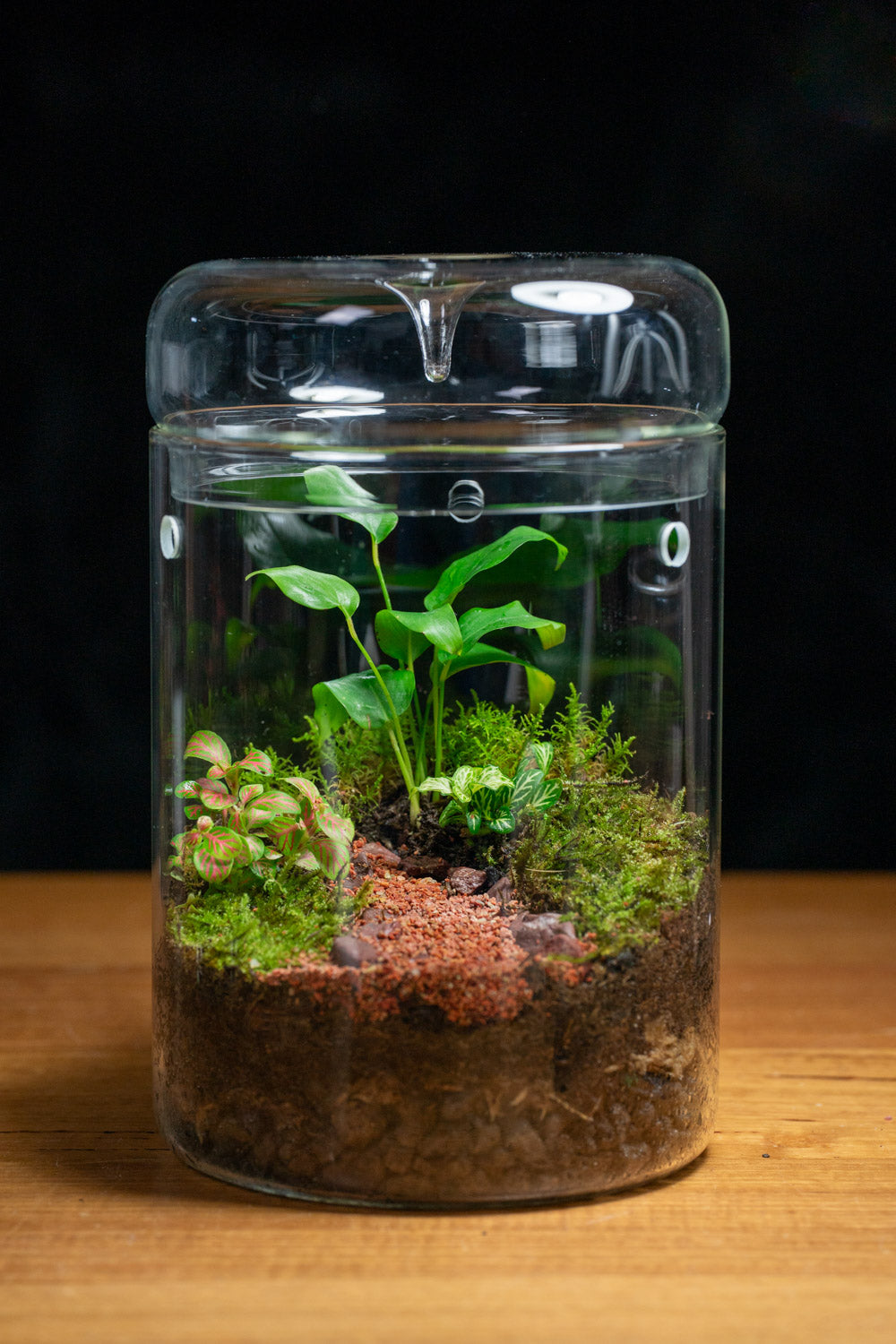 Kondalilla Medium — Self-Watering Dripper Terrarium
