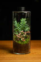 Tamborine Large — Planted Terrarium with USB LED Light