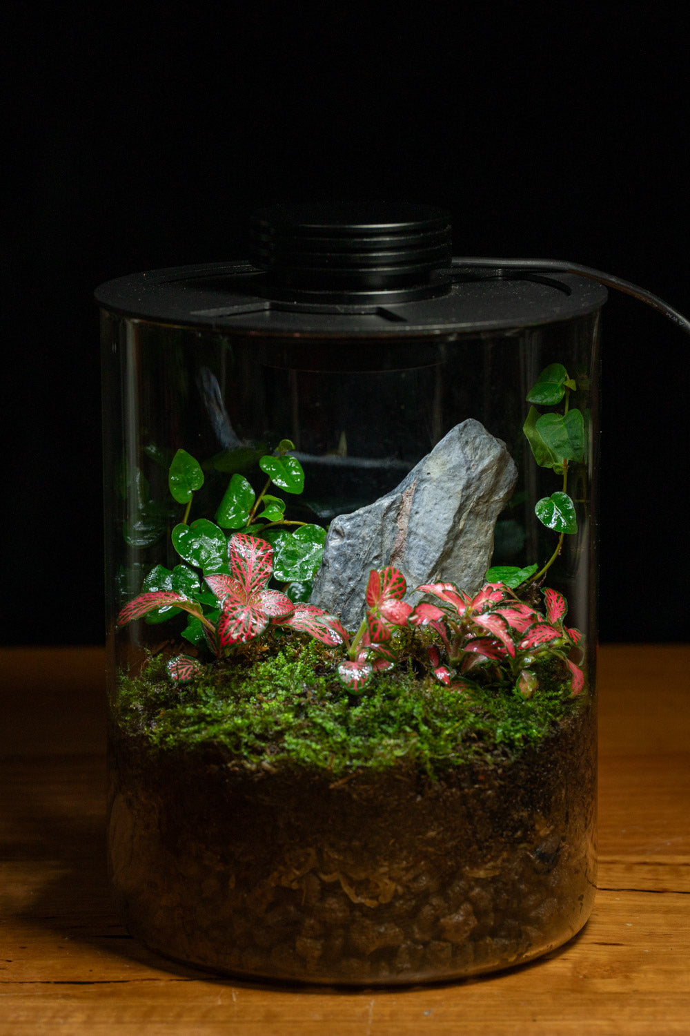 Tamborine Large — Planted Terrarium with USB LED Light